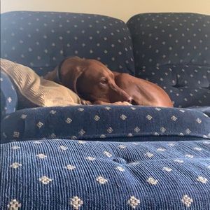 Meet your Posher, Peter